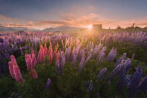 Daniel Kordan: Spring In New Zealand IV by Daniel Kordan
