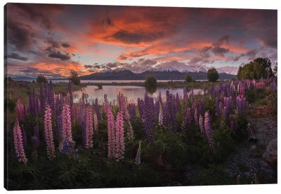 Spring In New Zealand V Canvas Art Print - Garden & Floral Landscape Art