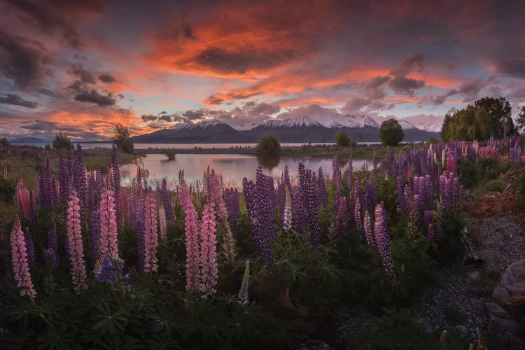 Spring In New Zealand V