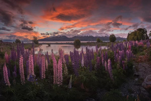 Daniel Kordan: Spring In New Zealand V by Daniel Kordan