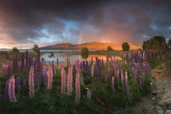 Daniel Kordan: Spring In New Zealand VI by Daniel Kordan