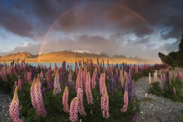 Daniel Kordan: Spring In New Zealand VIII by Daniel Kordan
