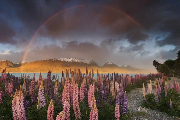 Daniel Kordan: Spring In New Zealand IX by Daniel Kordan