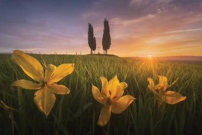 Spring In Tuscany I by Daniel Kordan art print