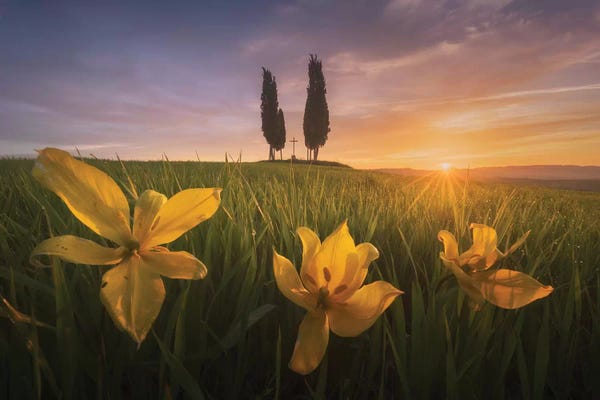 Daniel Kordan: Spring In Tuscany I by Daniel Kordan