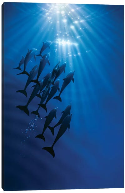 The Gathering Canvas Art Print - Dolphin Art