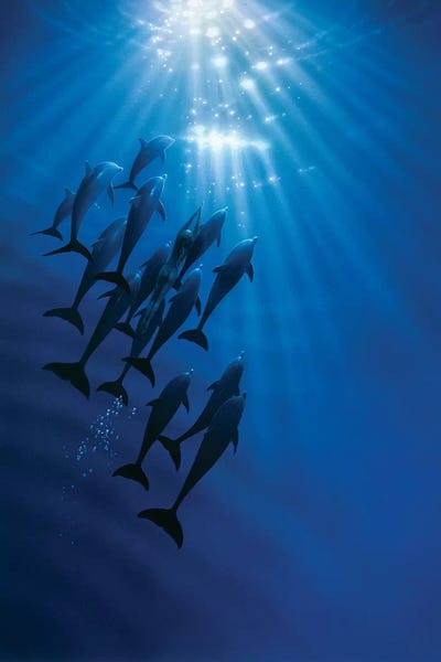 Dolphins: The Gathering by Kirk Reinert