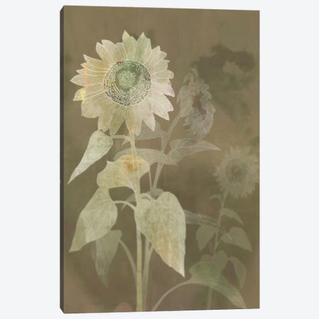 Sunflower Shine I Canvas Print #KRK91} by Ken Roko Canvas Wall Art