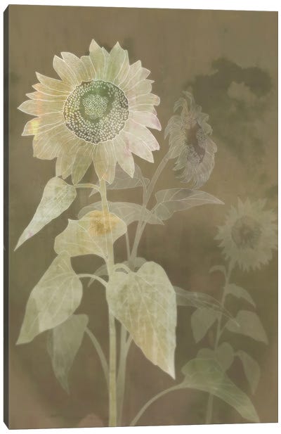 Sunflower Shine I Canvas Art Print