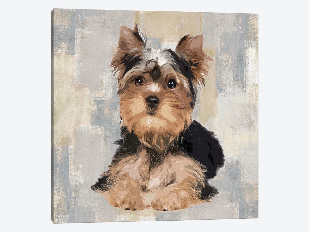 Yorkshire Terrier by Keri Rodgers 1-piece Canvas Art