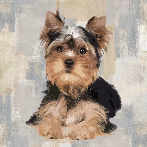 Terriers: Yorkshire Terrier by Keri Rodgers
