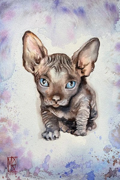 Maria Kireev: Sphynx Kitten by Maria Kireev