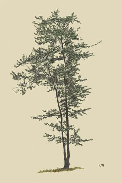Botanical Illustrations: Deciduous Tree Around 1924 by Karl Wiener