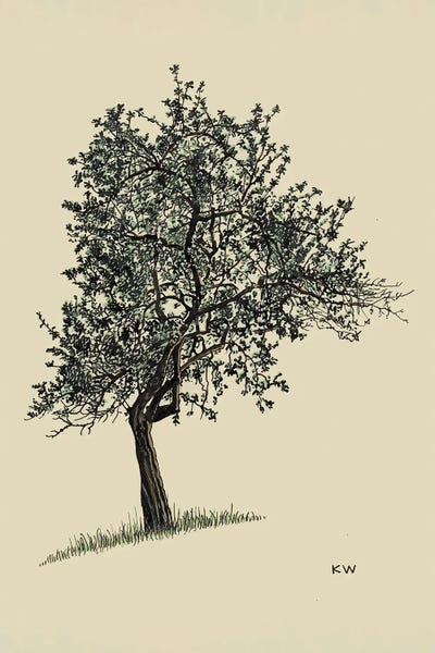 Botanical Illustrations: Deciduous Tree 1924 by Karl Wiener