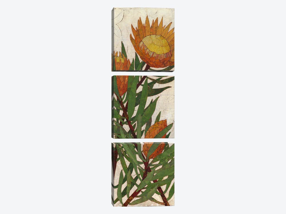 Protea by Karen Sikie 3-piece Canvas Print