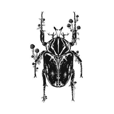 Mushroom Beetle by Kaari Selven canvas print