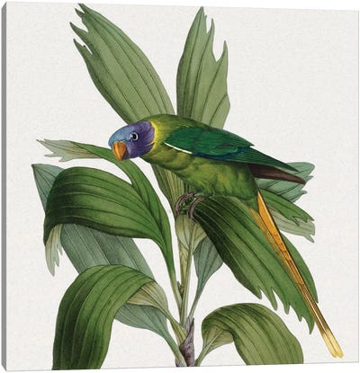 Freebird I Canvas Art Print - Karen Smith