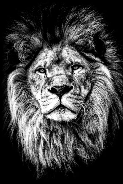 Lions: Beasty I by Karen Smith