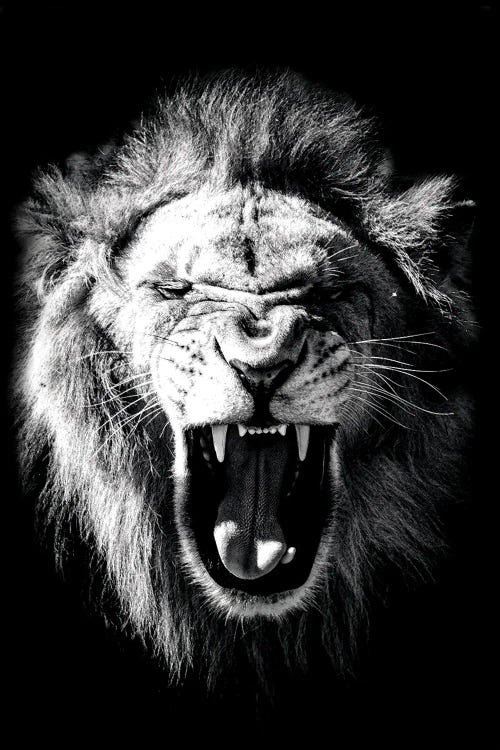 Beasty by Karen Smith wall art