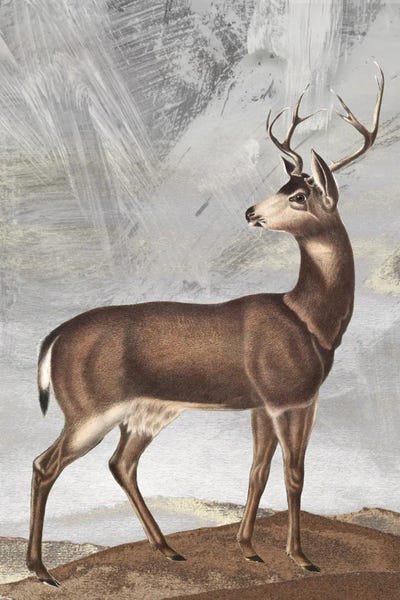 Posing Deer II by Karen Smith framed canvas print