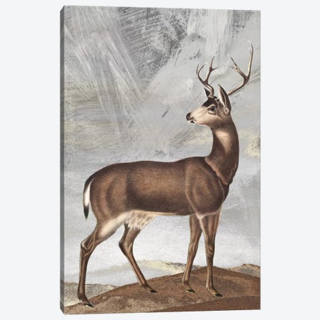 Posing Deer II Canvas Print #KSM70} by Karen Smith Art Print
