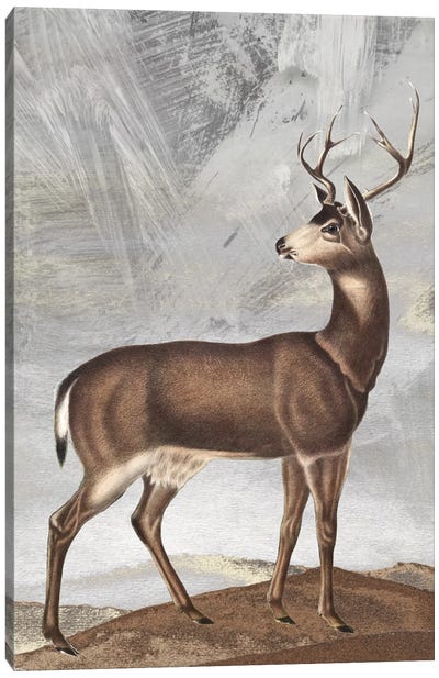 Posing Deer II Canvas Art Print - Karen Smith