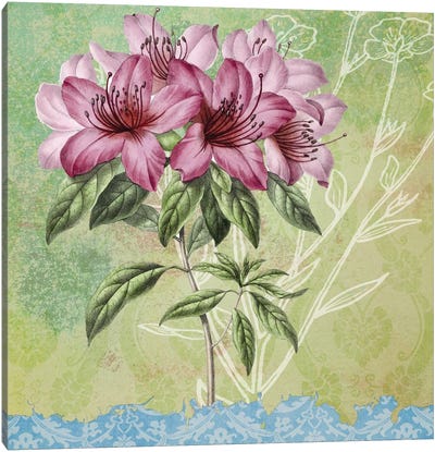 Botanica II Canvas Art Print - Karen Smith