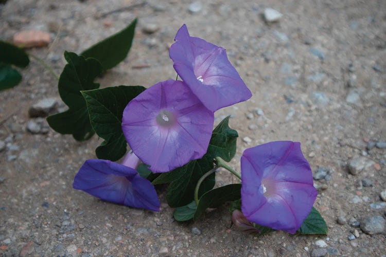 Blue Flowers On The Ground