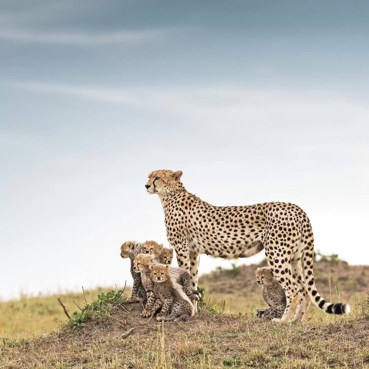 Color Cheetah & Cubs