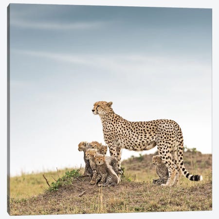 Color Cheetah & Cubs Canvas Print #KTI10} by Klaus Tiedge Canvas Artwork