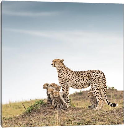 Color Cheetah & Cubs Canvas Art Print