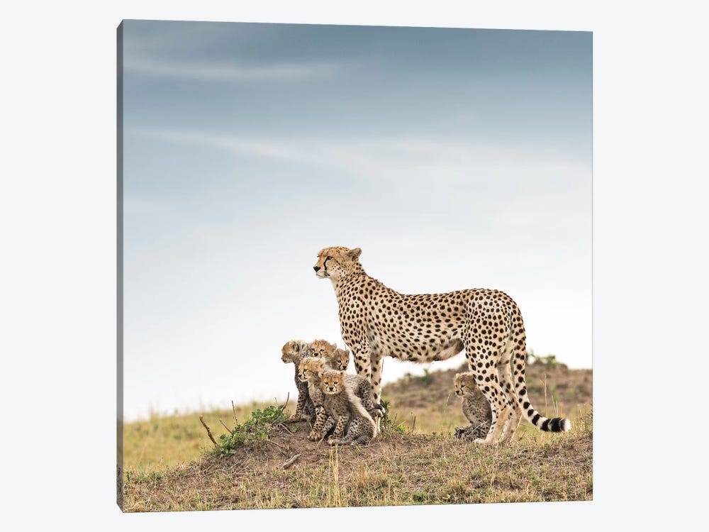 Color Cheetah & Cubs by Klaus Tiedge 1-piece Canvas Art Print