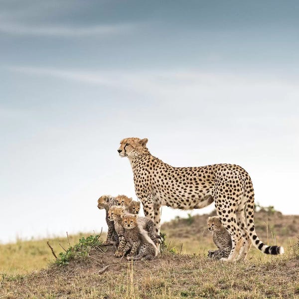 Klaus Tiedge: Color Cheetah & Cubs by Klaus Tiedge
