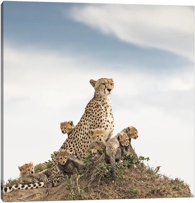 Color Cheetah & Cubs Canvas Art Print - Cheetah Art