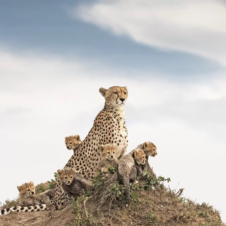 Color Cheetah & Cubs