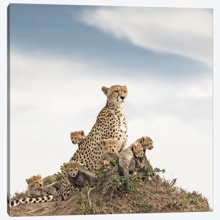 Color Cheetah & Cubs Canvas Print #KTI11} by Klaus Tiedge Canvas Wall Art