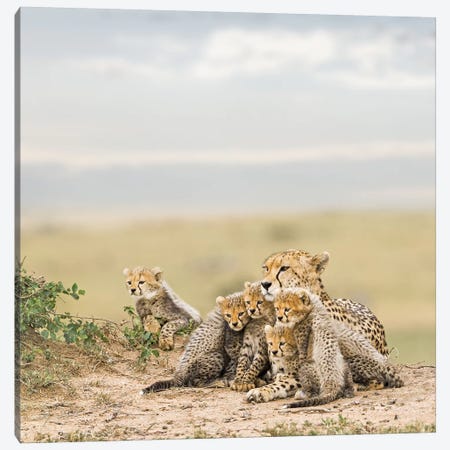 Color Cheetah & Cubs Canvas Print #KTI12} by Klaus Tiedge Canvas Art