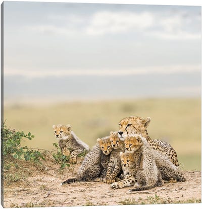 Color Cheetah & Cubs Canvas Art Print