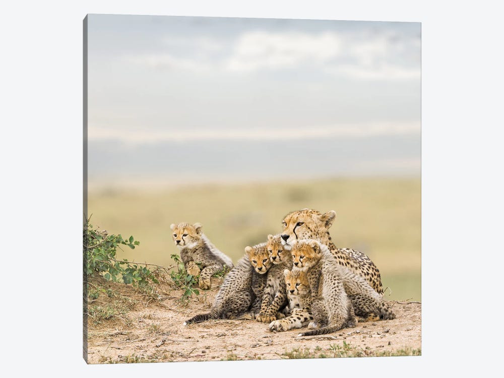 Color Cheetah & Cubs by Klaus Tiedge 1-piece Art Print