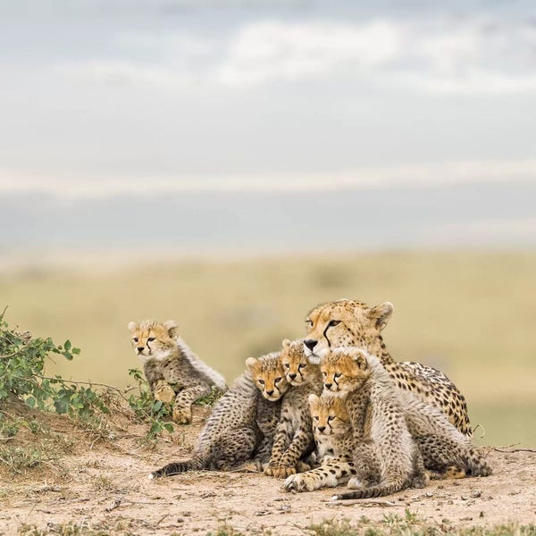 Klaus Tiedge: Color Cheetah & Cubs by Klaus Tiedge