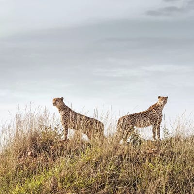 Color Cheetah Duo by Klaus Tiedge canvas print
