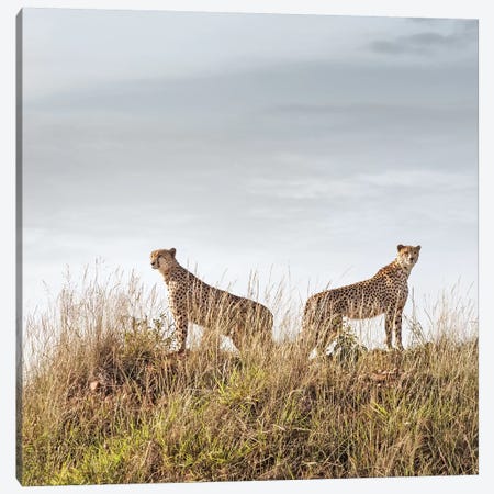 Color Cheetah Duo Canvas Print #KTI13} by Klaus Tiedge Canvas Art