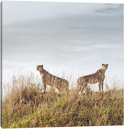 Color Cheetah Duo Canvas Art Print - Klaus Tiedge