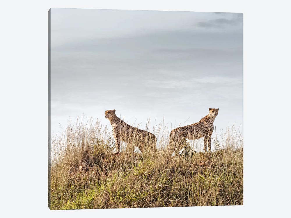 Color Cheetah Duo by Klaus Tiedge 1-piece Canvas Art
