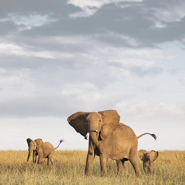 Color Elephant & Calves