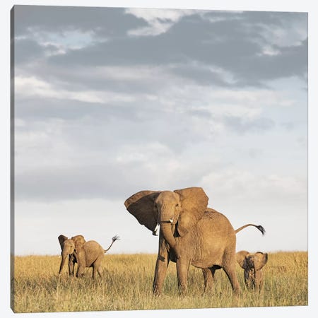 Color Elephant & Calves Canvas Print #KTI14} by Klaus Tiedge Canvas Art Print