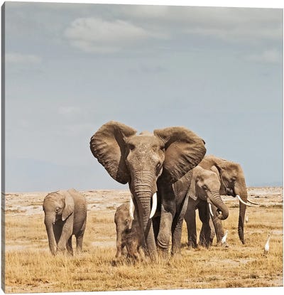 Color Elephant Herd Canvas Art Print - Minimalist Wildlife Photography