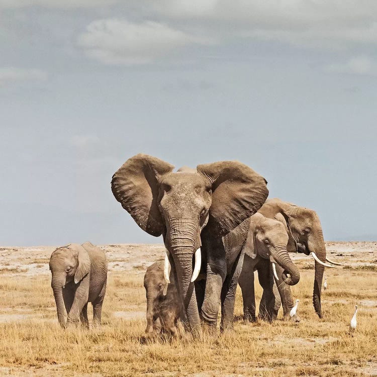 Color Elephant Herd