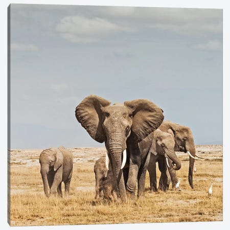 Color Elephant Herd Canvas Print #KTI15} by Klaus Tiedge Canvas Art Print