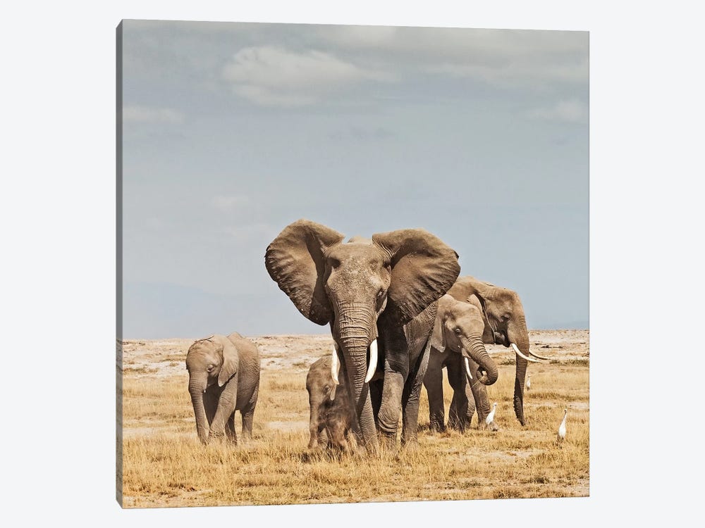 Color Elephant Herd by Klaus Tiedge 1-piece Canvas Artwork